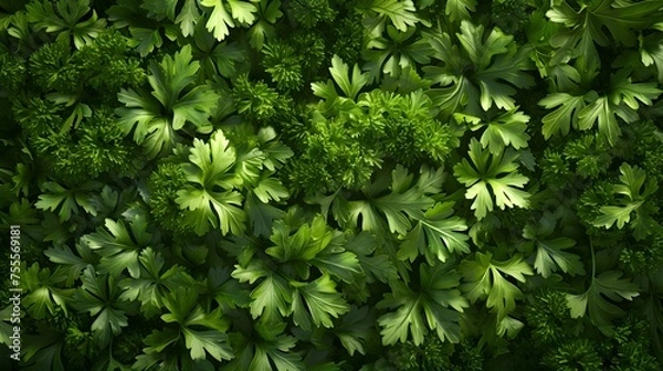 Fototapeta Vibrant Macro Shot of Fresh Parsley Leaves, a Culinary Essential. Generative AI