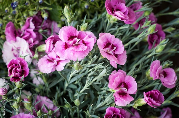 Obraz Blooming Elegance