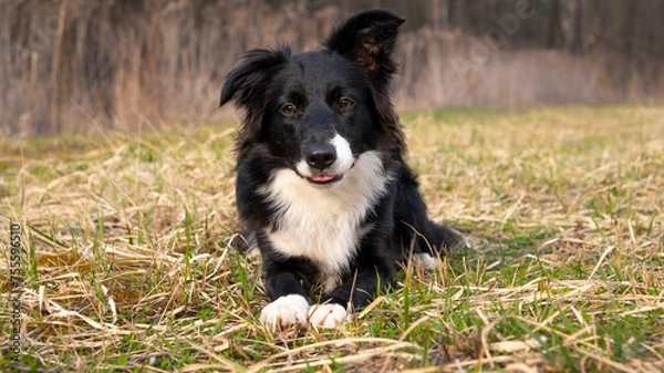 Obraz Border Collie