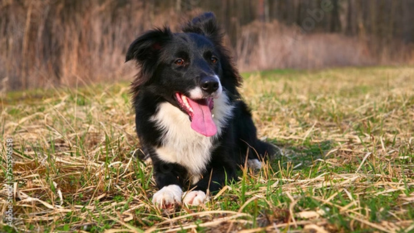 Obraz Border Collie