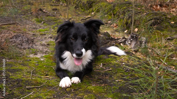 Obraz Border Collie