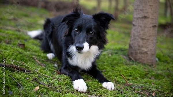 Obraz Border Collie