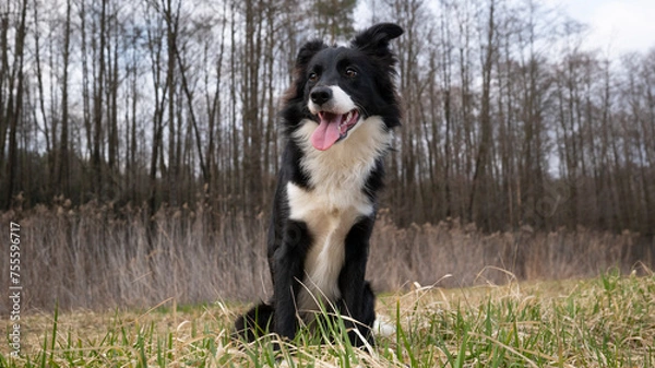 Obraz Border Collie