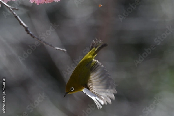 Obraz メジロと椿寒桜