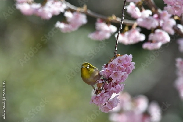 Obraz メジロと椿寒桜