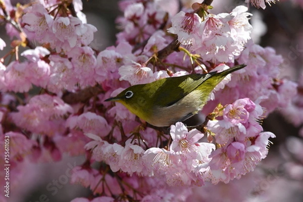 Obraz メジロと椿寒桜