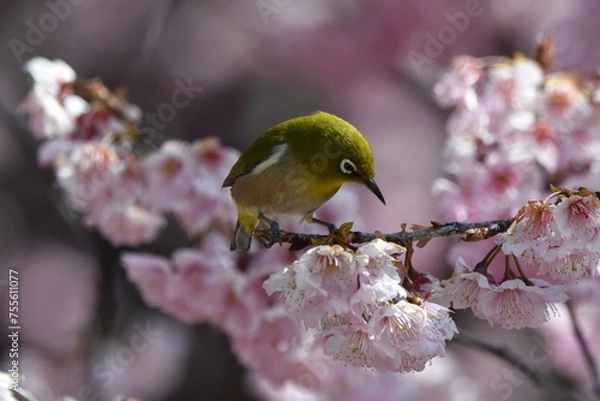 Obraz メジロと椿寒桜