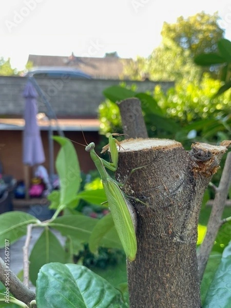 Fototapeta Gottesanbeterin