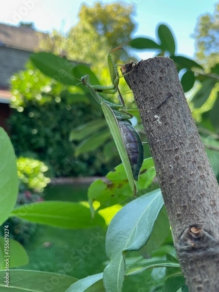 Fototapeta Gottesanbeterin