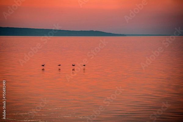 Obraz  The Orange Glow Reflecting on the Water, Accompanied by Birds in Flight.