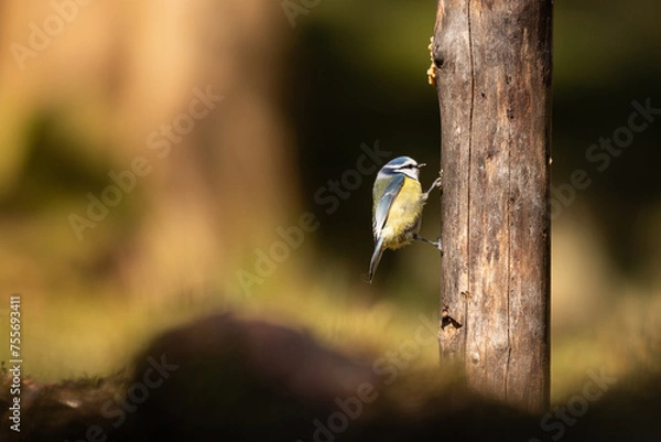 Fototapeta Blue tit clinging to the side of a tree while eating