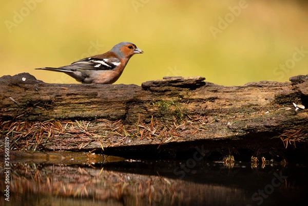 Fototapeta Chaffinch in woodland, on a log over water