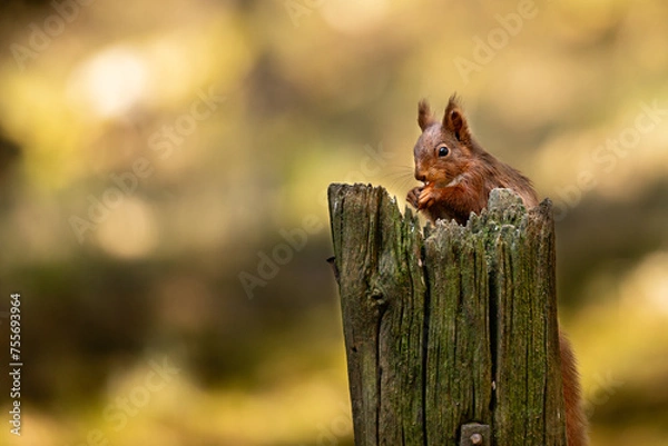 Fototapeta Red Squirrel sat in woodland
