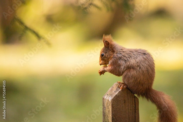 Fototapeta Red Squirrel sat in woodland