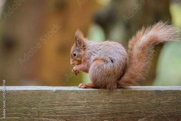 Fototapeta Red Squirrel sat in woodland