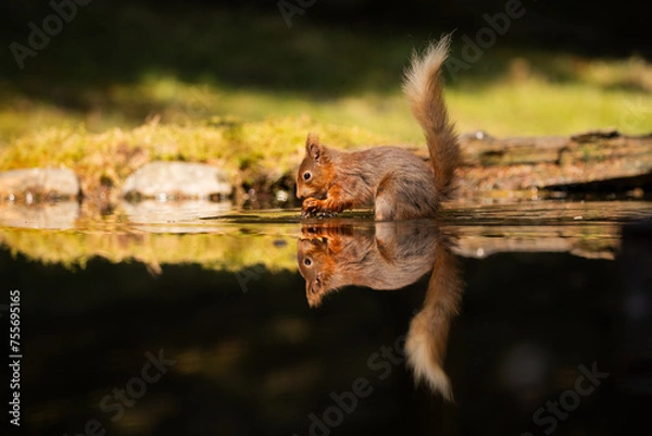 Fototapeta Red Squirrel in woodland pool with relection.