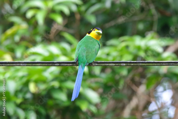 Obraz Long-tailed Broadbill