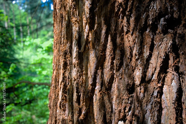 Fototapeta Texture of a sequoia tree trunk, a tree several decades old, captured from a close distance