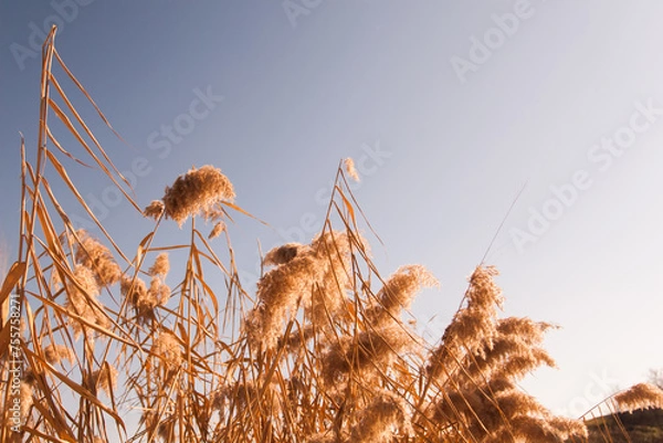 Fototapeta yellowed reeds under the blue sky