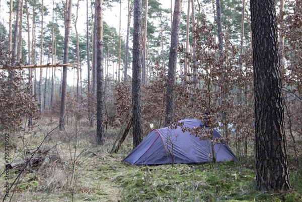 Fototapeta Wildes Campen, Camping im Wald