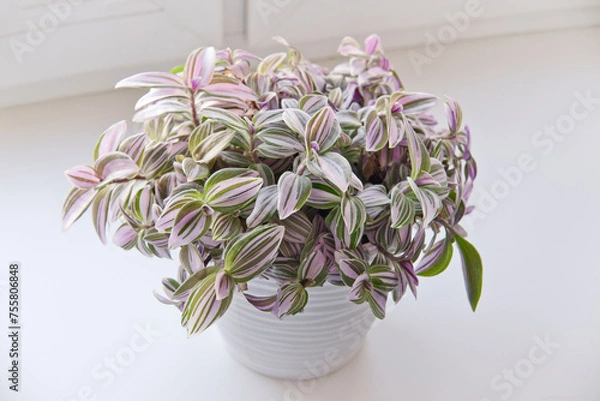 Obraz Tradescantia albiflora Nanouk in the white pot on windowsill. Home plant with pink, green and purple leaves pattern.