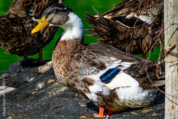 Obraz Pato en Laguna
