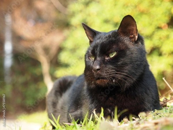 Obraz 凛々しい黒猫