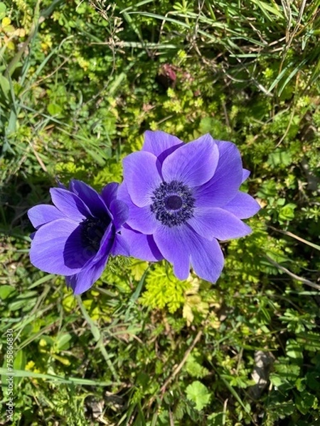 Fototapeta Anémones