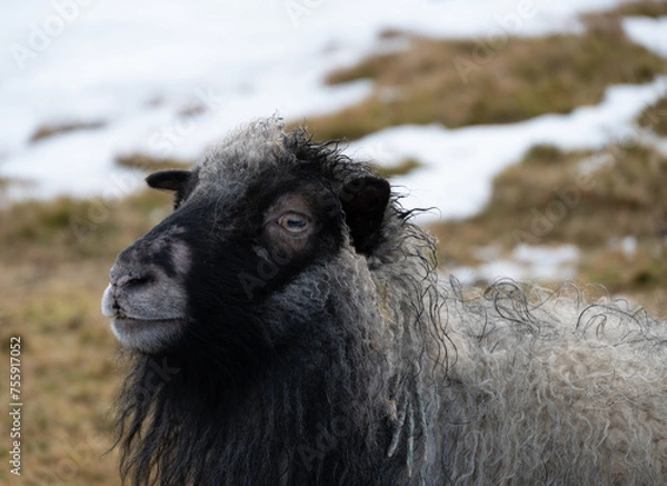 Fototapeta Black faced sheep with beautiful coloured wool in the snow on Faroe Islands