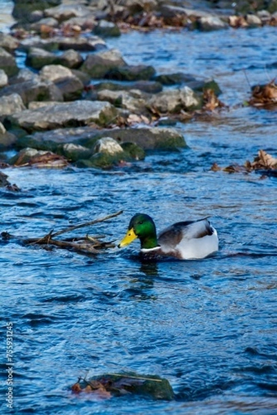 Obraz duck in the water