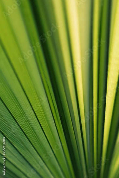 Obraz Leaf for a background