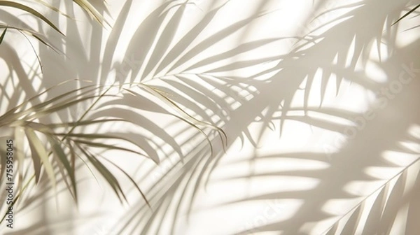 Fototapeta Coconut leaves casting graceful shadows against a pristine white room backdrop, creating an atmosphere of tranquility and simplicity