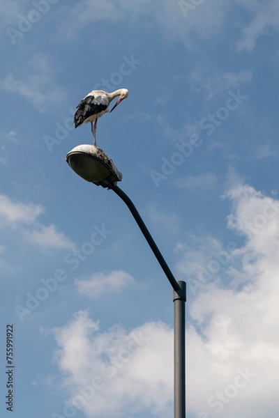 Obraz Stork