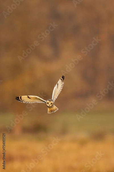 Obraz Short-eared owl in flight