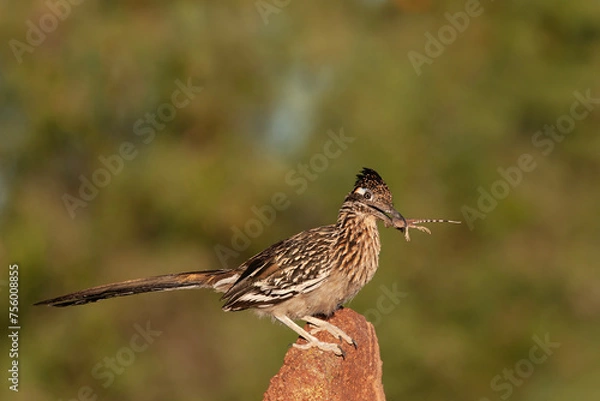 Fototapeta Greater roadrunner with a lizard