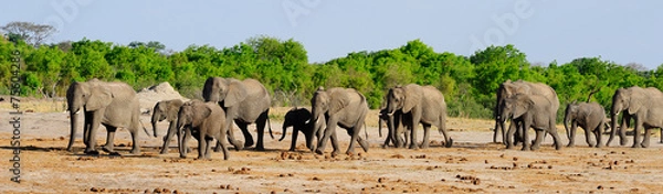 Fototapeta Stado słoni