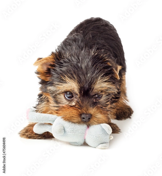 Fototapeta Yorkshire Terrier puppy playing with toy