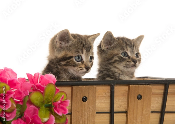 Obraz two cute tabby kittens