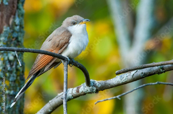Obraz Yellow-billed Cuckoo
