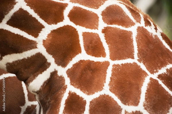Fototapeta Giraffe close up texture spots