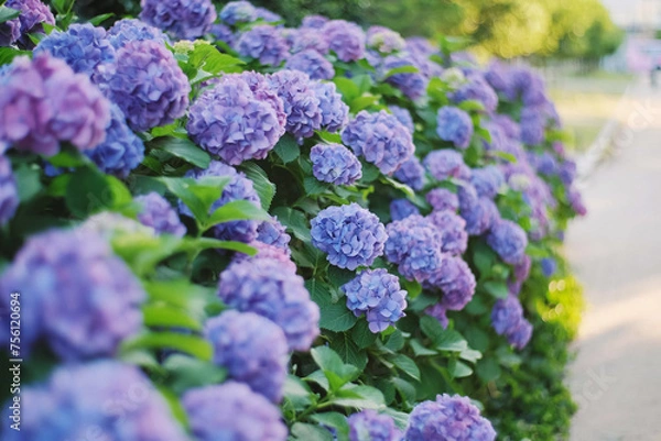 Obraz たくさんの紫陽花