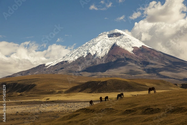 Fototapeta Cotopaxi wulkan i dzikie konie