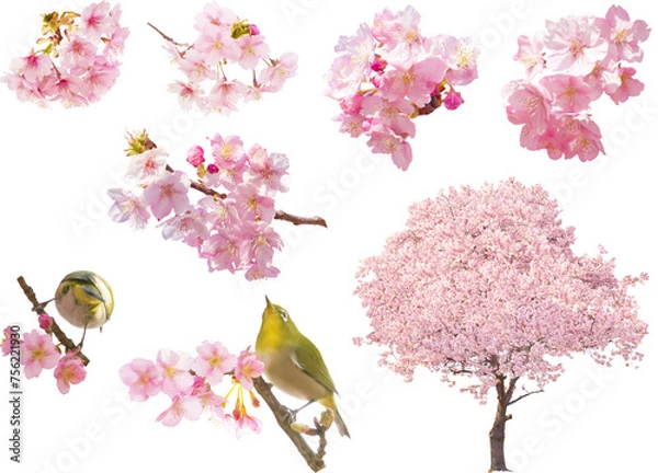 Fototapeta 切り抜き透過素材セットー河津桜