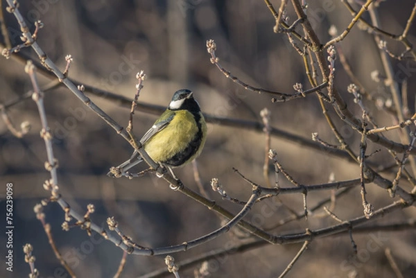 Obraz Great tit