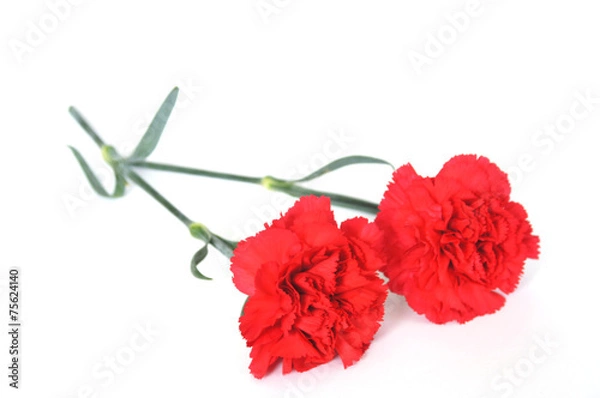 Obraz カーネーション