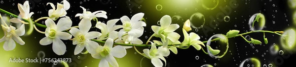 Obraz Orchid Spray on Black