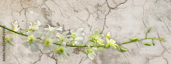 Obraz Orchid Spray on Black