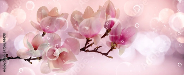 Obraz Orchid flower isolated on black background.