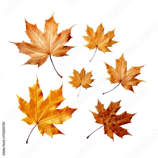 Fototapeta Maple leaves isolated on the transparent background