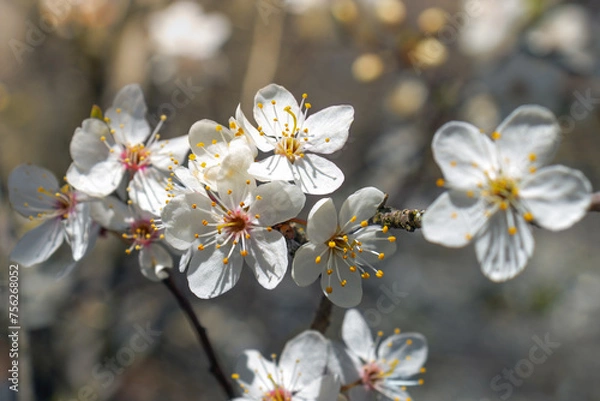 Obraz Cherry blossom. Spring garden background. Selective focus